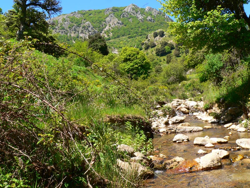 Insetti dalle Madonie (Pa)